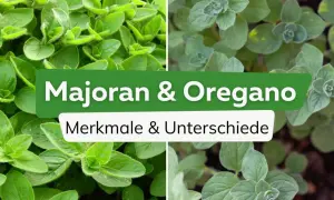 Vier Bilder zeigen die Merkmale und den **oregano majoran unterschied**. Nahaufnahme von grünen Kräuterblättern.