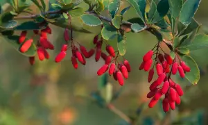 Leuchtend rote Berberitzen hängen an einem Zweig. Ihre Verwendung reicht von Marmeladen bis zu Gewürzen.