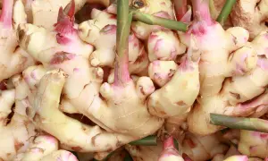 Nahaufnahme von frischem Ingwer mit rosa Spitzen. Der **Galgant Ingwer Unterschied** ist oft subtil, aber diese Wurzeln sind eindeutig Ingwer.