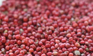 Ein Haufen leuchtend roter Pfefferbeeren, die für ihre würzige Note in der Küche bekannt sind.