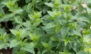 Nahaufnahme von grünen Minzblättern. Der deutliche Unterschied zwischen Minze und Pfefferminze liegt in der Blattstruktur und dem Aroma.