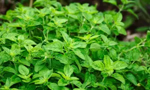 Ein dichter Busch mit frischem Oregano. Vorsicht, manche Sorten sind giftig!