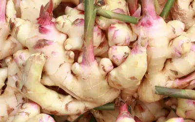 Nahaufnahme von frischem Ingwer mit rosa Spitzen. Der **Galgant Ingwer Unterschied** ist oft subtil, aber diese Wurzeln sind eindeutig Ingwer.