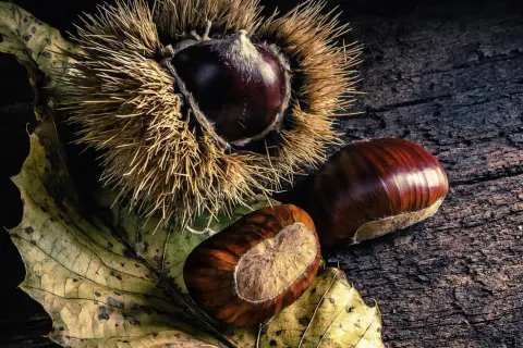 Maronen in ihrer stacheligen Hülle und daneben glänzende Früchte auf einem Herbstblatt. Perfekt für herzhafte Maronen Rezepte.