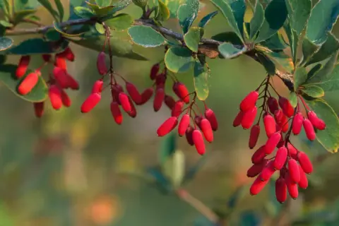 Leuchtend rote Berberitzen hängen an einem Zweig. Ihre Verwendung reicht von Marmeladen bis zu Gewürzen.