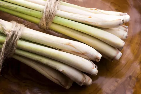 Bündel frisches Zitronengras, gebunden mit Juteschnur. Die zitronengras wirkung ist bekannt für ihr erfrischendes Aroma und ihre vielseitigen Einsatzmöglichkeiten in der Küche und für die Gesundheit.