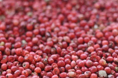 Ein Haufen leuchtend roter Pfefferbeeren, die für ihre würzige Note in der Küche bekannt sind.