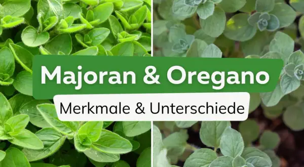 Vier Bilder zeigen die Merkmale und den **oregano majoran unterschied**. Nahaufnahme von grünen Kräuterblättern.