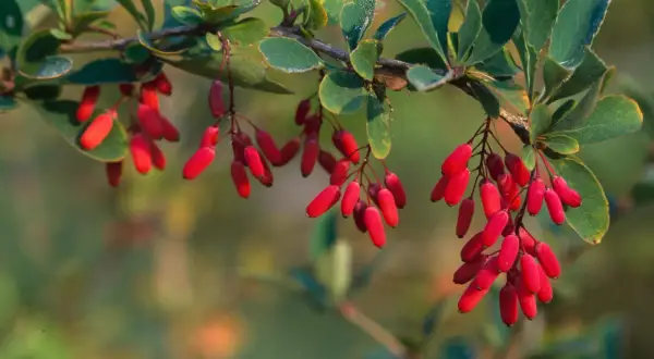 Leuchtend rote Berberitzen hängen an einem Zweig. Ihre Verwendung reicht von Marmeladen bis zu Gewürzen.