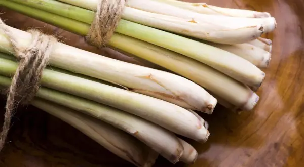 Bündel frisches Zitronengras, gebunden mit Juteschnur. Die zitronengras wirkung ist bekannt für ihr erfrischendes Aroma und ihre vielseitigen Einsatzmöglichkeiten in der Küche und für die Gesundheit.