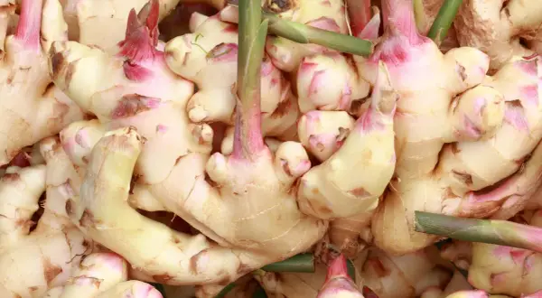 Nahaufnahme von frischem Ingwer mit rosa Spitzen. Der **Galgant Ingwer Unterschied** ist oft subtil, aber diese Wurzeln sind eindeutig Ingwer.