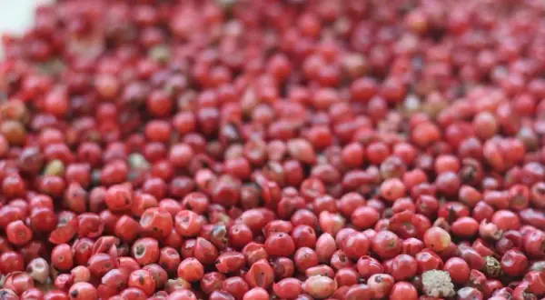 Ein Haufen leuchtend roter Pfefferbeeren, die für ihre würzige Note in der Küche bekannt sind.
