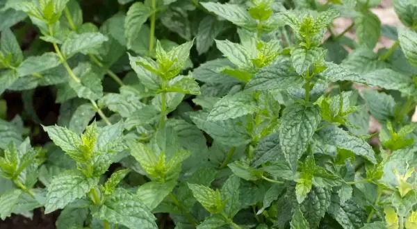 Nahaufnahme von grünen Minzblättern. Der deutliche Unterschied zwischen Minze und Pfefferminze liegt in der Blattstruktur und dem Aroma.