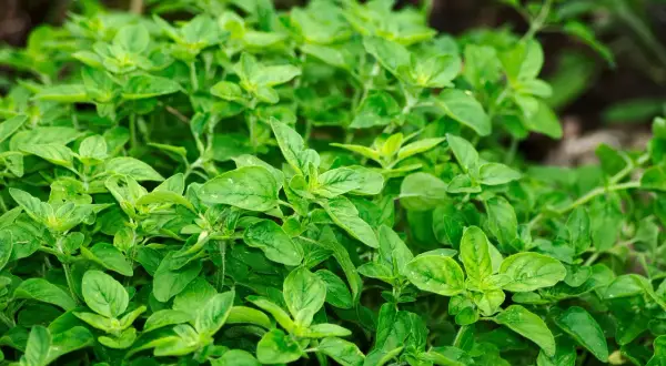 Ein dichter Busch mit frischem Oregano. Vorsicht, manche Sorten sind giftig!