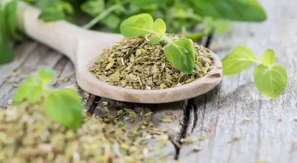 Ein Holzlöffel voller getrocknetem Oregano, daneben frische Blätter. Perfekt für Pizza und Pasta, ob frisch oder getrocknet, Oregano verfeinert jedes Gericht.