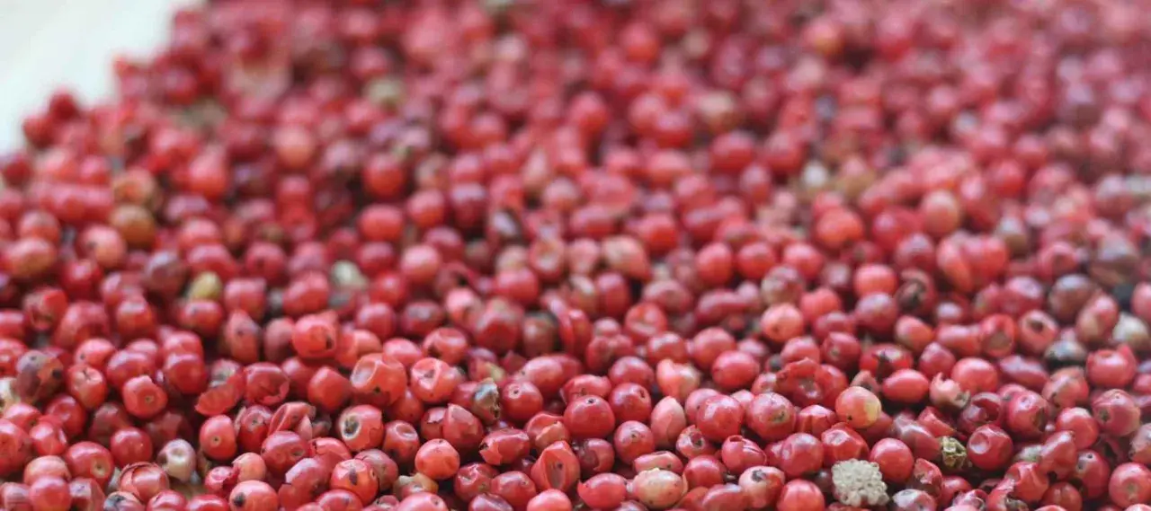 Ein Haufen leuchtend roter Pfefferbeeren, die für ihre würzige Note in der Küche bekannt sind.
