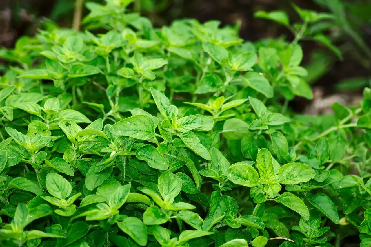 Ein dichter Busch mit frischem Oregano. Vorsicht, manche Sorten sind giftig!