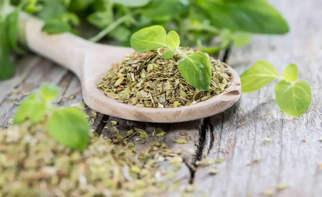 Ein Holzlöffel voller getrocknetem Oregano, daneben frische Blätter. Perfekt für Pizza und Pasta, ob frisch oder getrocknet, Oregano verfeinert jedes Gericht.