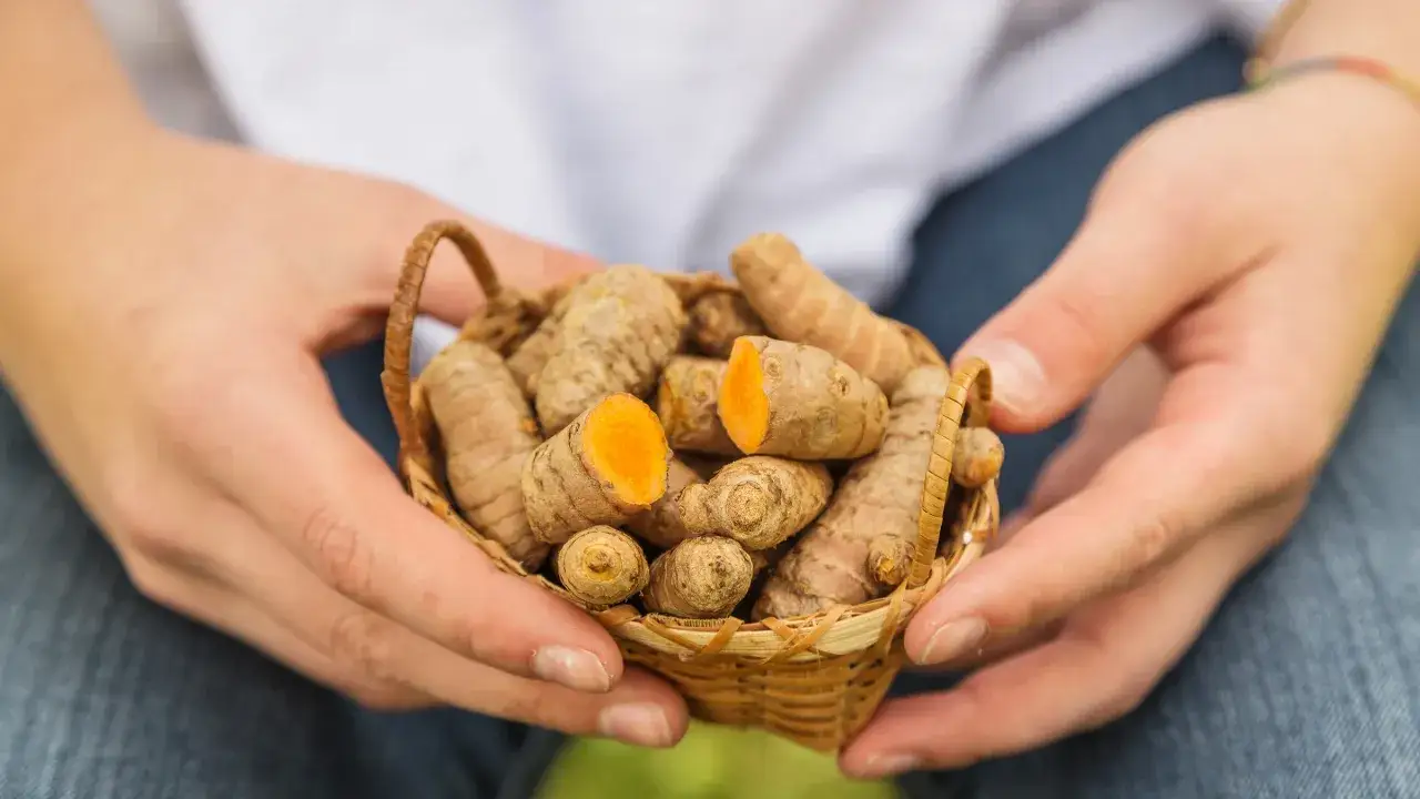 H&auml;nde halten einen kleinen Korb mit frischer Kurkuma. Die leuchtend orangefarbene Schnittfl&auml;che zeigt die intensive Wirkung der Wurzel.