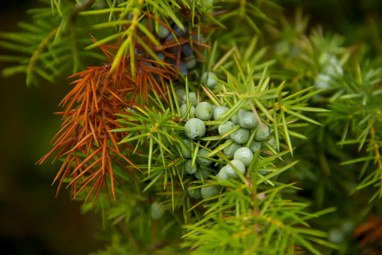 Grüne und braune Nadeln eines Wacholderstrauchs mit vielen jungen, hellgrünen Wacholderbeeren. Ein möglicher Ersatz für reife Beeren.