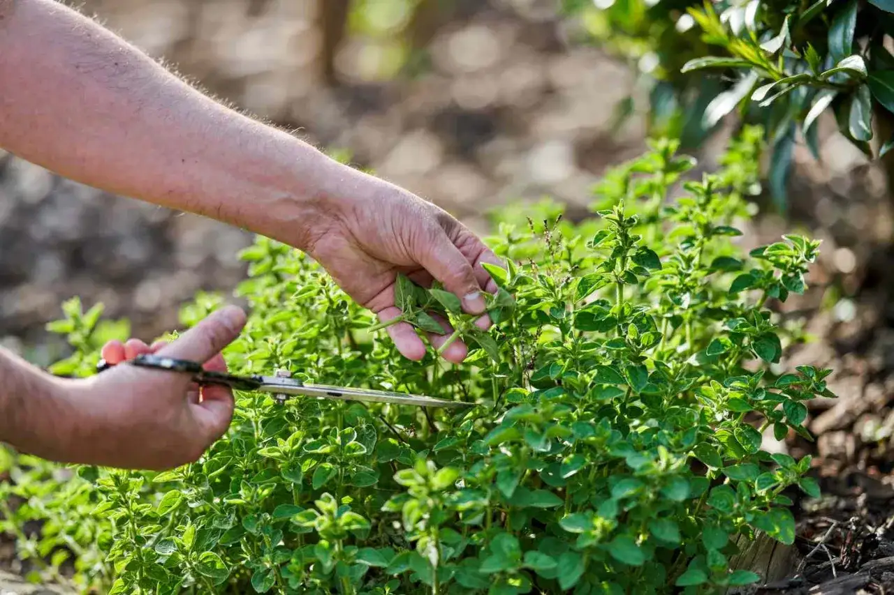 Eine Hand erntet frischen Oregano. Keine Sorge, dieser Oregano ist nicht giftig und perfekt f&uuml;r die K&uuml;che.