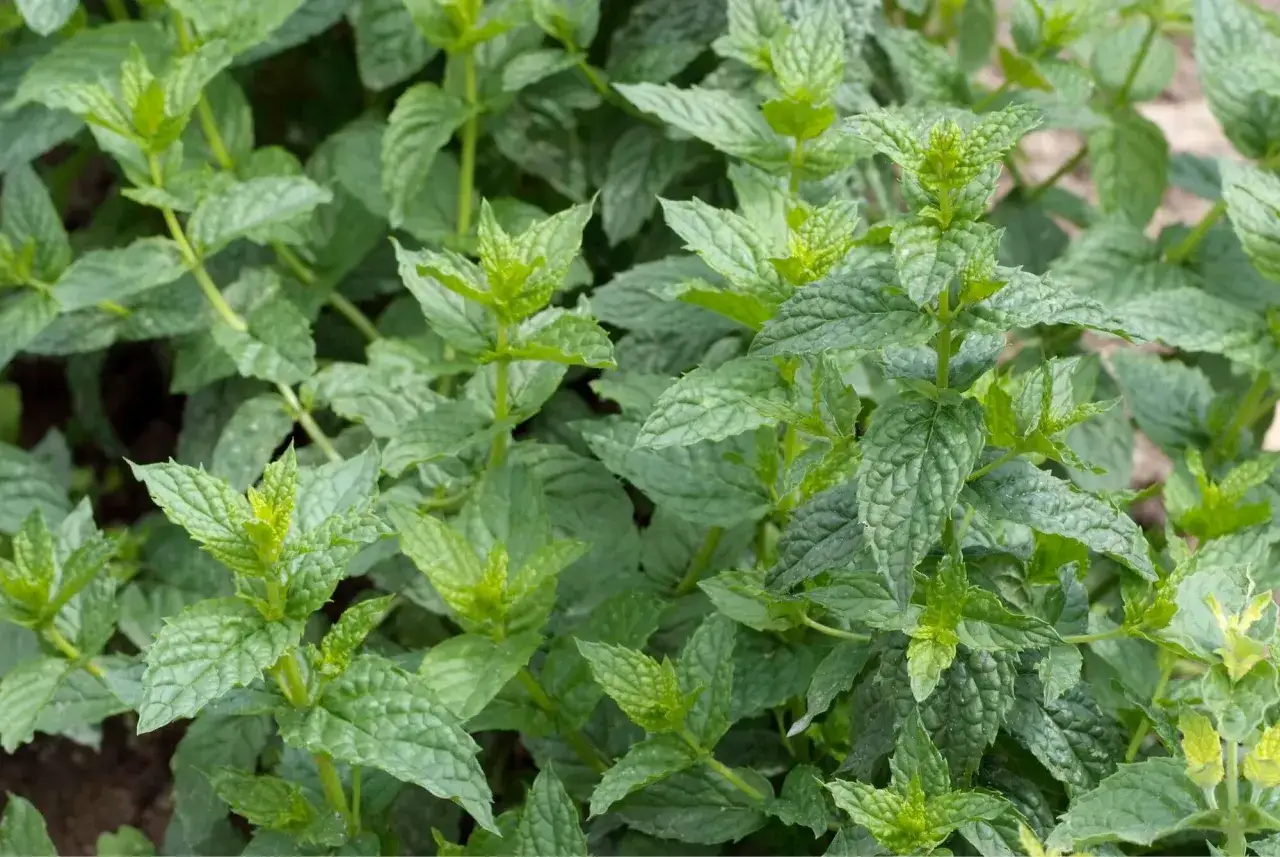 Nahaufnahme von gr&uuml;nen Minzbl&auml;ttern. Der deutliche Unterschied zwischen Minze und Pfefferminze liegt in der Blattstruktur und dem Aroma.