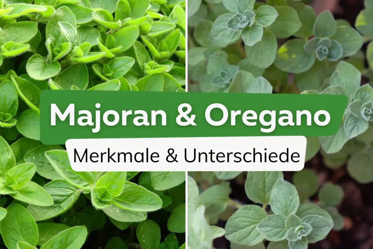 Nahaufnahme von Majoran und Oregano, die den Oregano Majoran Unterschied zeigen. Merkmale und Unterschiede der Kr&auml;uter.