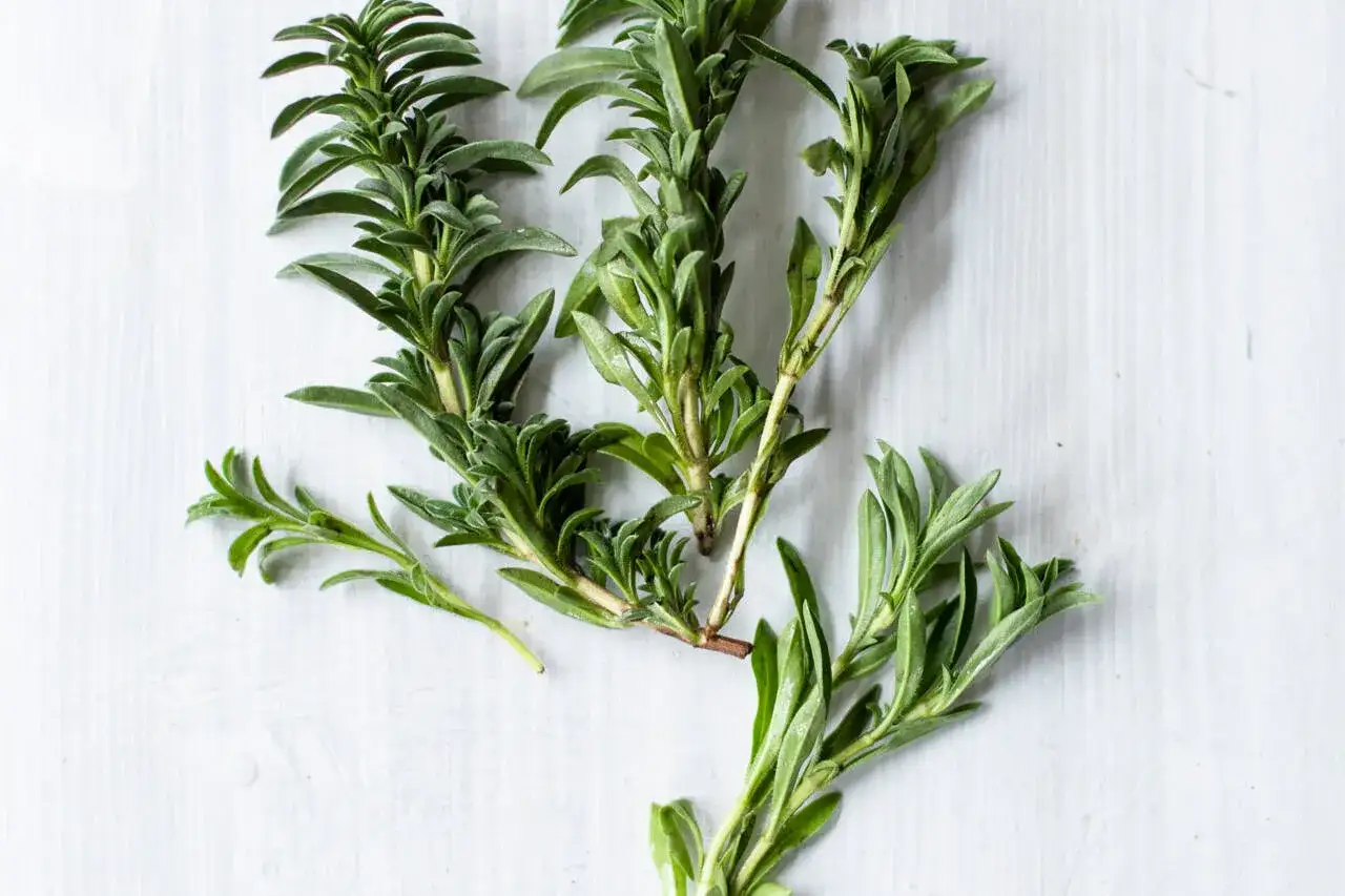Frische Zweige von Bohnenkraut, einem aromatischen Kraut, das oft zum W&uuml;rzen von herzhaften Gerichten verwendet wird.