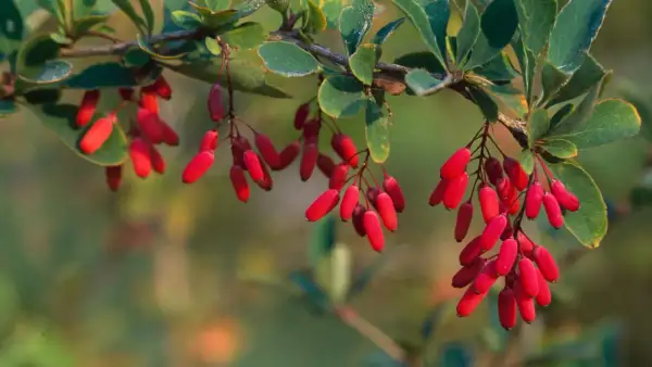 Leuchtend rote Berberitzen hängen an einem Zweig. Ihre Verwendung reicht von Marmeladen bis zu Gewürzen.