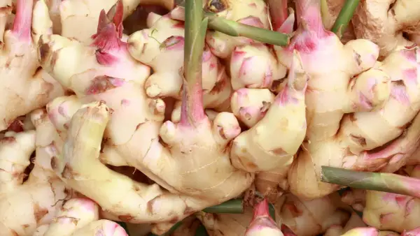 Nahaufnahme von frischem Ingwer mit rosa Spitzen. Der **Galgant Ingwer Unterschied** ist oft subtil, aber diese Wurzeln sind eindeutig Ingwer.