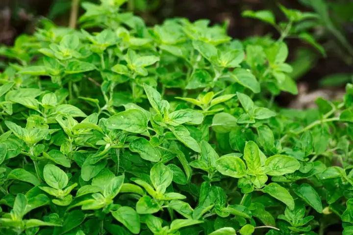 Ist frischer Oregano giftig? Die Wahrheit über das Küchenkraut